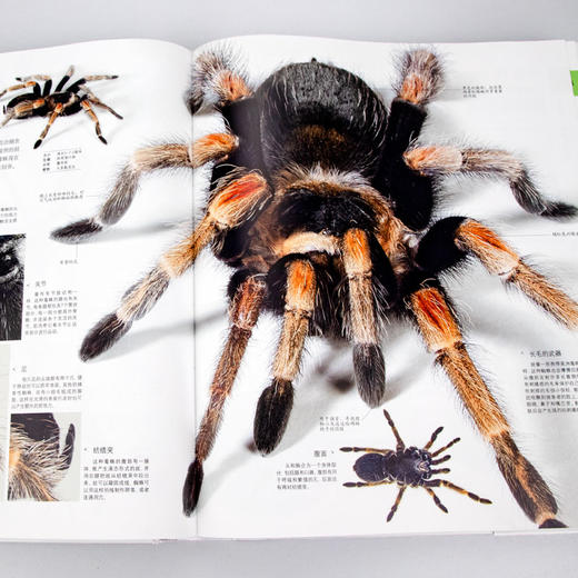 DK博物大百科 自然界的视觉盛宴中文版 精装硬壳 dk儿童百科 商品图2