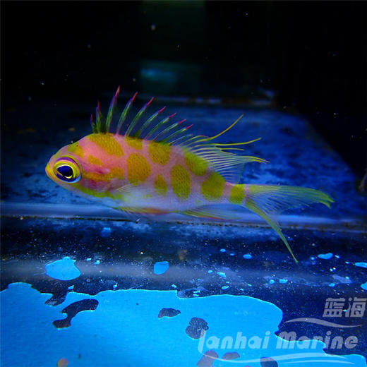 樱花宝石（发霉鱼） 商品图6