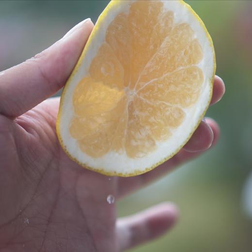 可以手动榨汁的黄金葡萄柚4.5-5斤 清甜爆汁皮薄肉多 [福利品] 商品图3