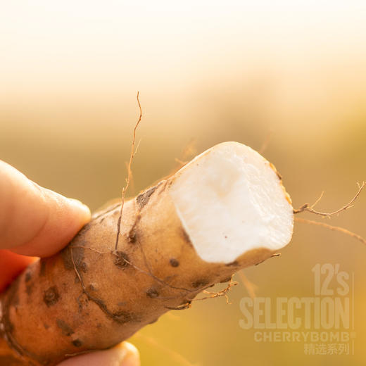 河南焦作温县产垆土铁棍山药单支长50cm以上 中通/顺丰快递 商品图1