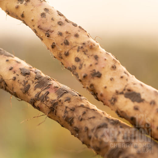 河南焦作温县产垆土铁棍山药单支长50cm以上 中通/顺丰快递 商品图3