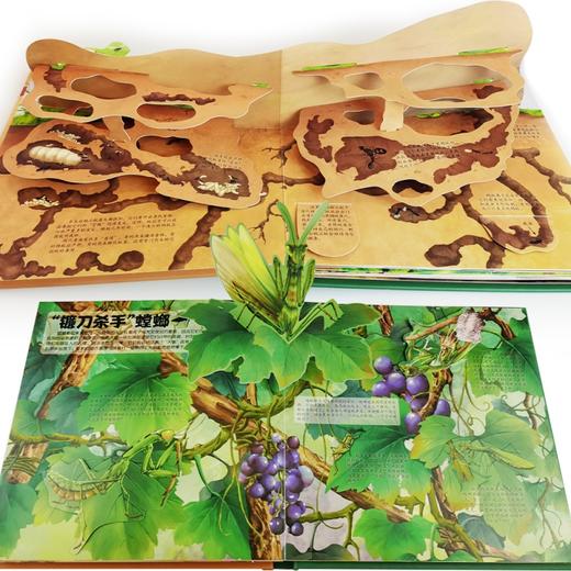 【3-6岁】法布尔昆虫记立体书儿童科普百科书呦呦童揭秘昆虫世界 商品图3