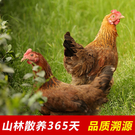 龙游飞鸡 浙礼·【龙游县】 商品图0