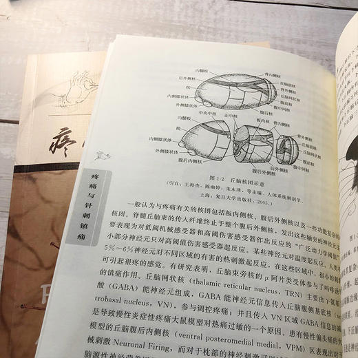 疼痛与针刺镇痛 吕志刚 针刺阵痛技法一本通 商品图3