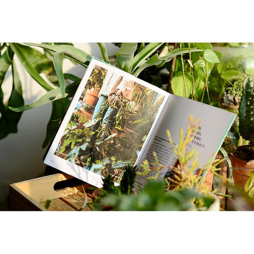 室内绿植完整手册 我的植物生活新提案 劳伦卡米雷利 著 科学养护绿植 塑造空间美学 商品图2