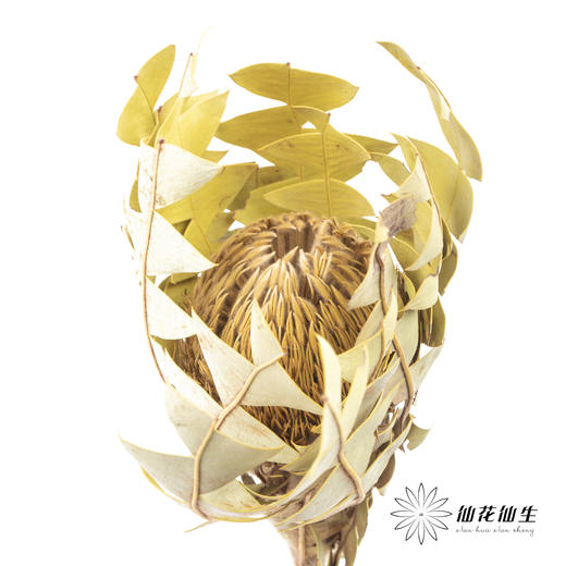 干花 ｜ 班克木 商品图1