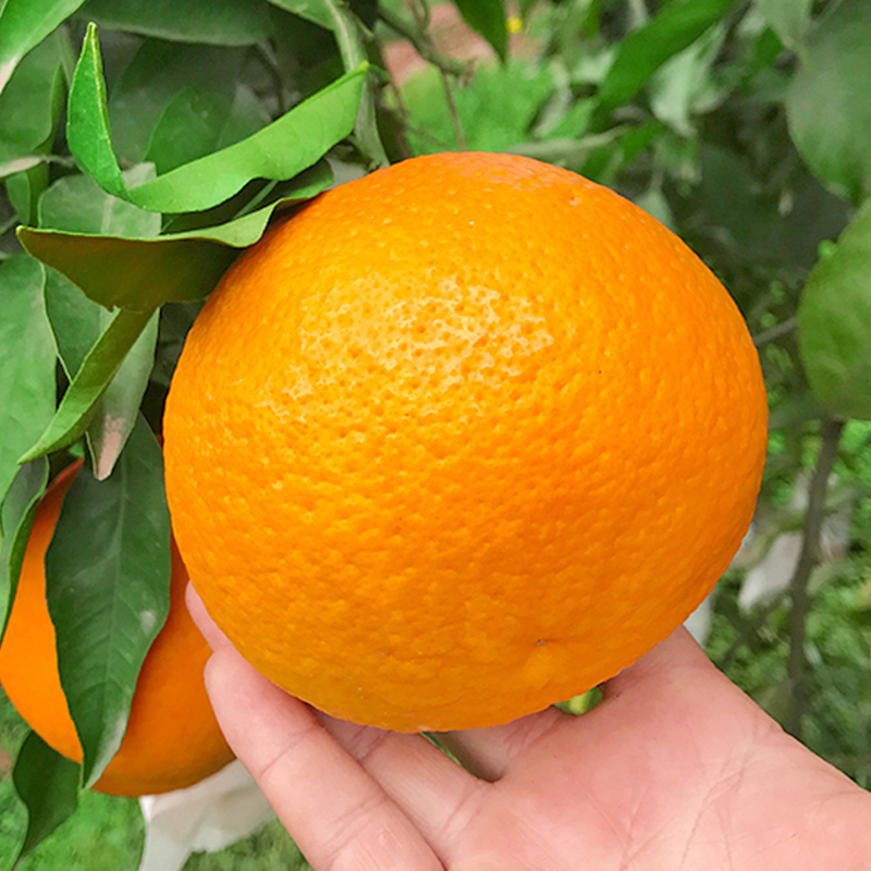 【10斤】仪陇爱媛38号(水份充盈，香味浓郁)