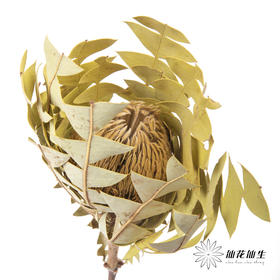 干花 ｜ 班克木