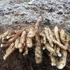 【产地直发包邮】四川宝兴有机山药5斤 商品缩略图3
