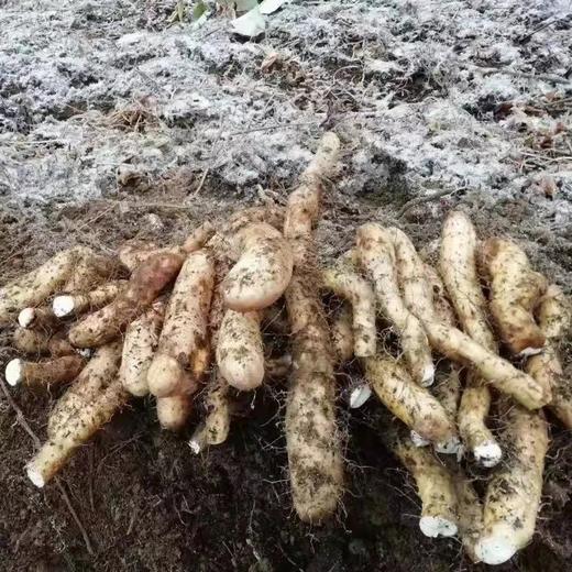 【产地直发包邮】四川宝兴有机山药5斤 商品图3