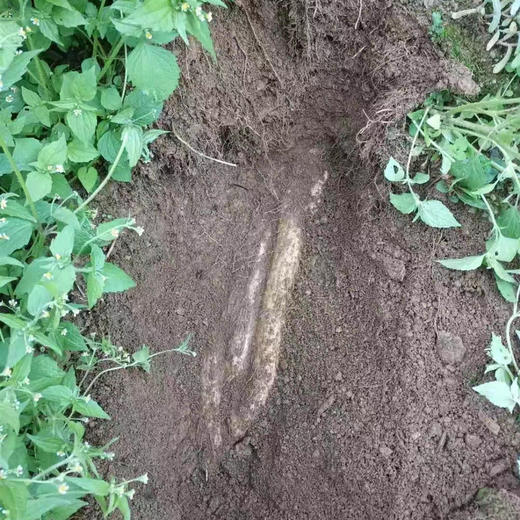 【产地直发包邮】四川宝兴有机山药5斤 商品图2