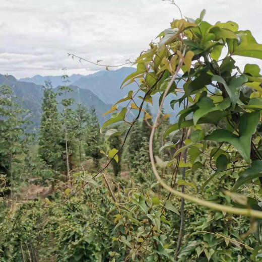 【产地直发包邮】四川宝兴有机山药5斤 商品图4