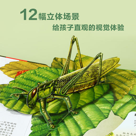 奇趣昆虫立体书   适读年龄：3+ 商品图1