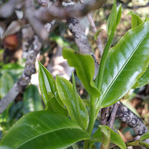 73      云南普洱茶熟茶砖500克 老茶头砖勐海经典熟茶茶砖笋壳包装老熟茶 商品图4