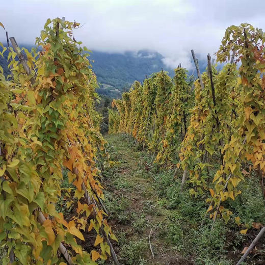 【产地直发包邮】四川宝兴有机山药5斤 商品图5