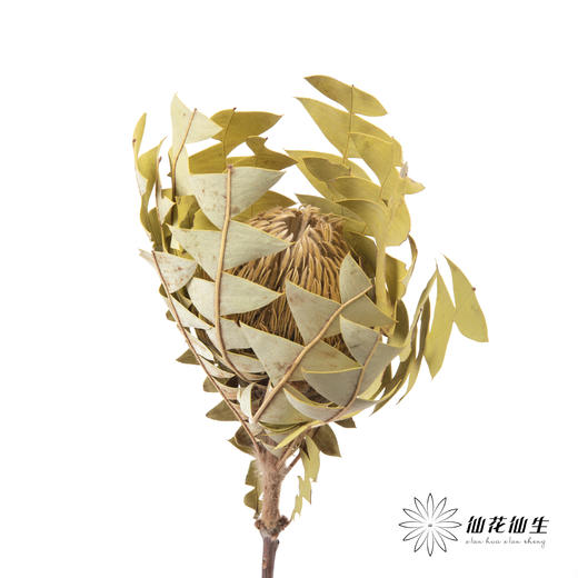 干花 ｜ 班克木 商品图4