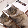 猫口腔和牙科病理图谱 商品缩略图3