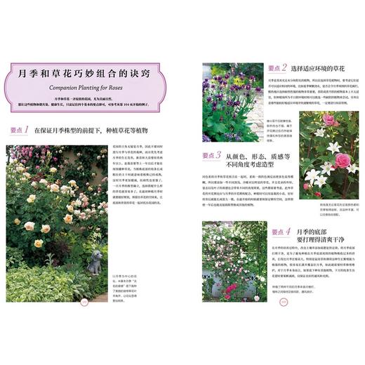 月季新手百科 后藤绿著 养花 日本玫瑰 新手养花 园艺 植物艺术 新手入门 图文展示 中信 日本玫瑰世家传人30年月季栽培经验 商品图3