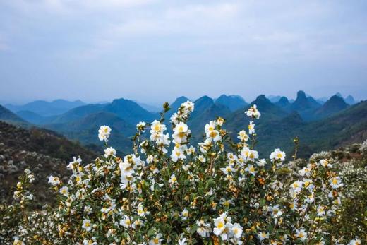 寻梦特惠98元  清远·花开香雪海·万亩油茶花一天徒步摄影<臻享1元>11月25日 商品图7