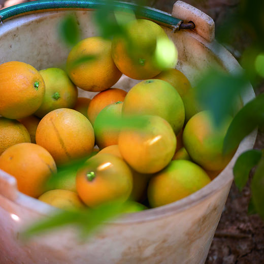 云南褚橙10斤礼品装 商品图3