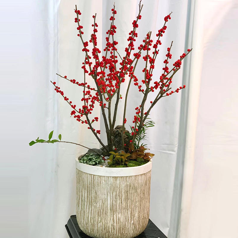 北美冬青果盆栽 室内带果植物喜庆珍贵绿植花卉长花期耐寒盆景