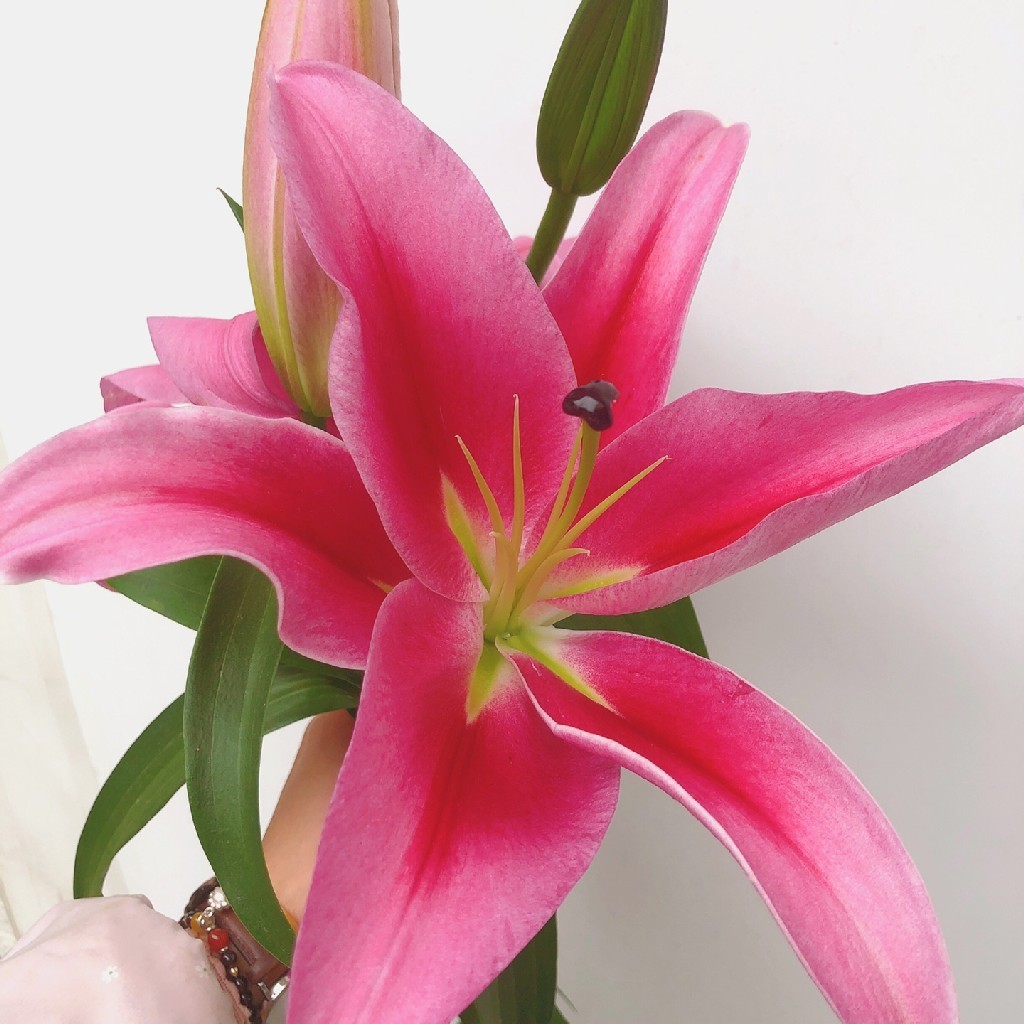 双头火石百合5枝10枝味道淡香冷链包邮