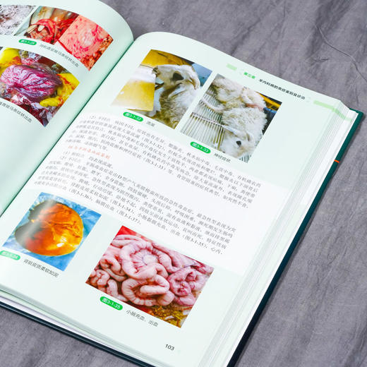 正版 羊病类症鉴别与诊治彩色图谱 羊常见病病例分析诊断 羊类生 商品图3