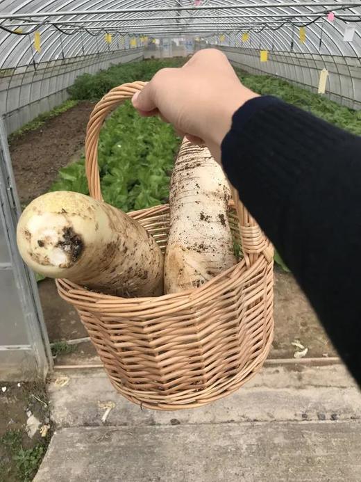 横沙岛最受欢迎游玩组合套餐 商品图4