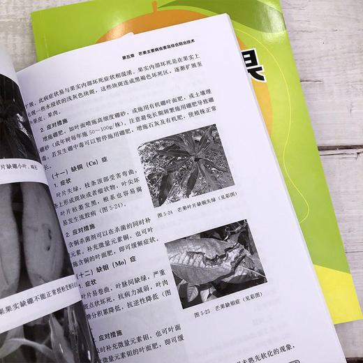 反季节芒果生产技术  经营效益提升宝典 芒果栽培 反季节芒果种植 商品图2