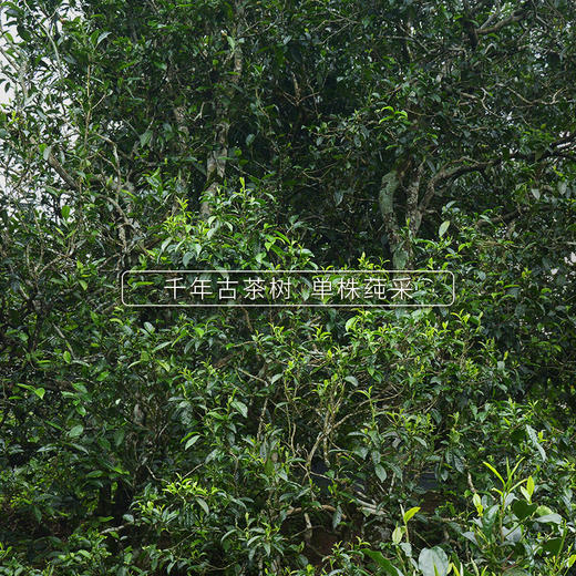 68      2021头春 冰岛老寨古树纯料单株老茶鬼级茶叶普洱茶生茶200g 商品图3