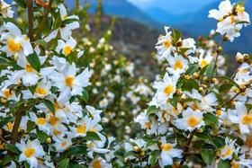 寻梦特惠98元  清远·花开香雪海·万亩油茶花一天徒步摄影<臻享1元>11月25日