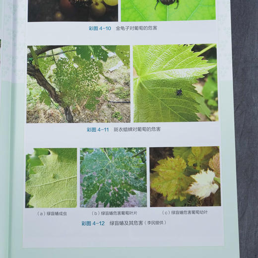 葡萄科学与实践300问 房经贵 王军 葡萄高产栽培技术大全书籍 优 商品图4
