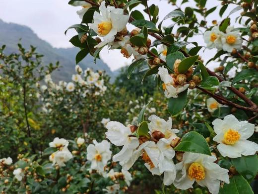 寻梦特惠98元  清远·花开香雪海·万亩油茶花一天徒步摄影<臻享1元>11月25日 商品图5