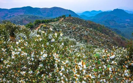 寻梦特惠98元  清远·花开香雪海·万亩油茶花一天徒步摄影<臻享1元>11月25日 商品图3