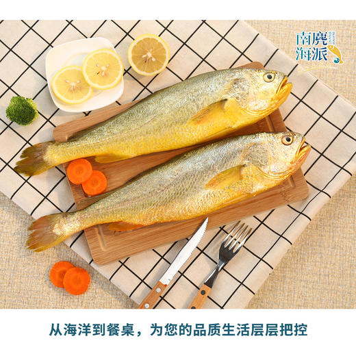 【平阳县】海派深海大黄鱼 商品图0