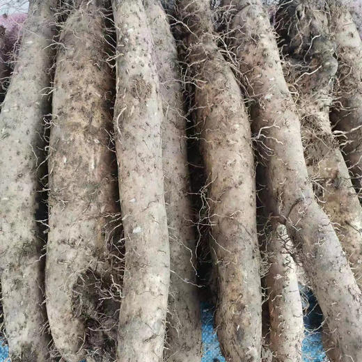 【产地直发包邮】四川宝兴有机山药5斤 商品图0