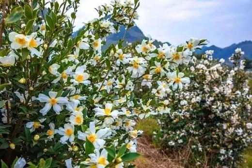 寻梦特惠98元  清远·花开香雪海·万亩油茶花一天徒步摄影<臻享1元>11月25日 商品图2