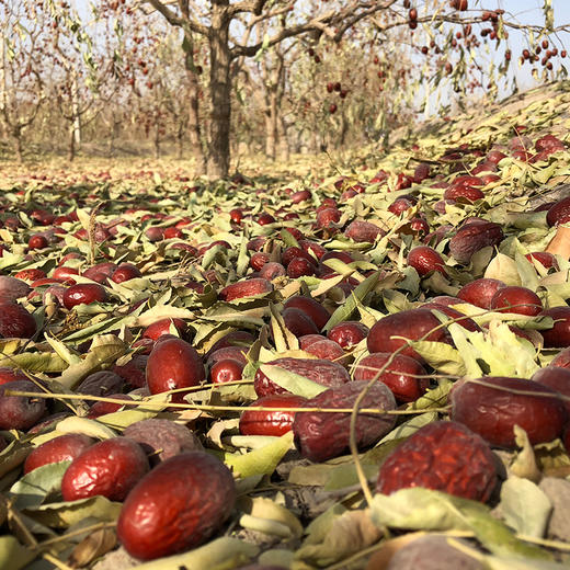新疆若羌灰枣500g 商品图3