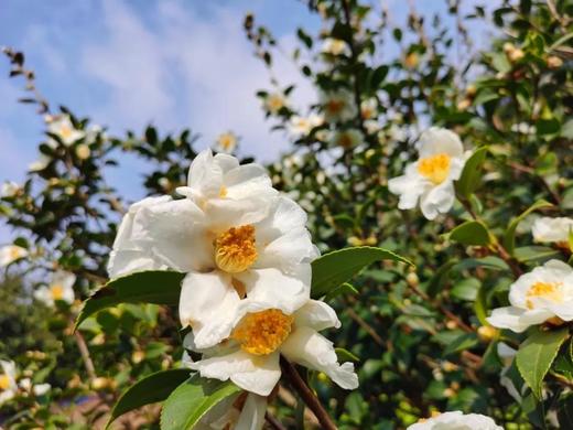 寻梦特惠98元  清远·花开香雪海·万亩油茶花一天徒步摄影<臻享1元>11月25日 商品图6