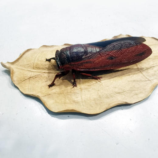 一鸣惊人°小叶紫檀 商品图1