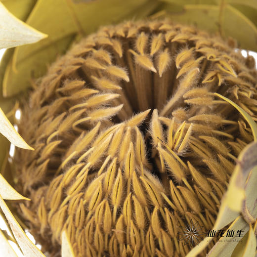 干花 ｜ 班克木 商品图2