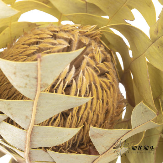 干花 ｜ 班克木 商品图3
