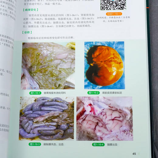 正版 羊病类症鉴别与诊治彩色图谱 羊常见病病例分析诊断 羊类生 商品图4
