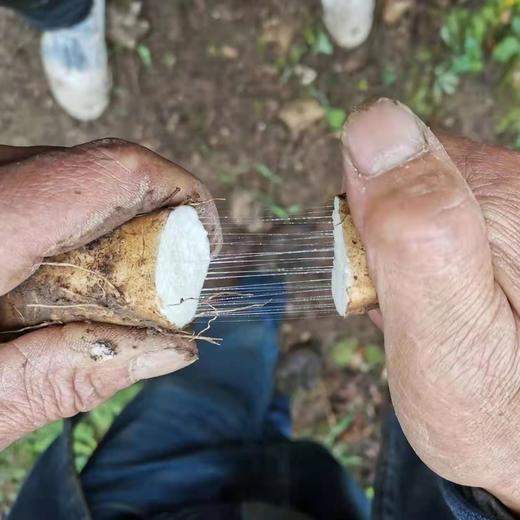 【产地直发包邮】四川宝兴有机山药5斤 商品图1