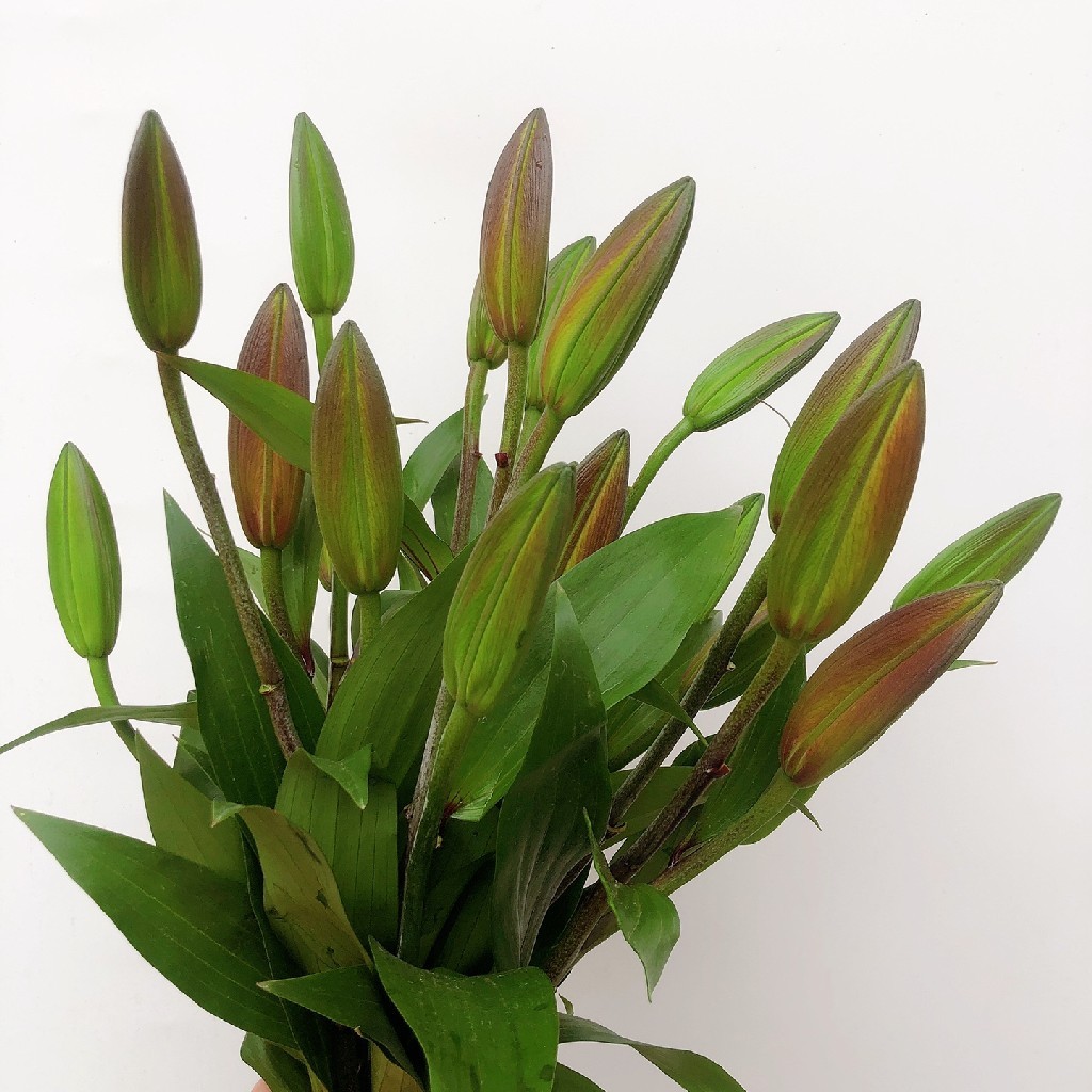 双头火石百合5枝10枝味道淡香冷链包邮