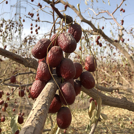 新疆若羌灰枣500g 商品图2