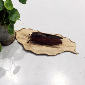 一鸣惊人°小叶紫檀