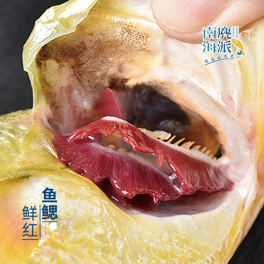 【平阳县】海派深海大黄鱼 商品图3