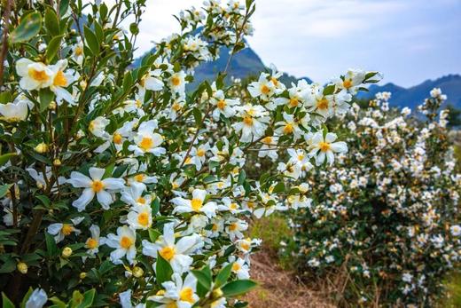 寻梦特惠98元  清远·花开香雪海·万亩油茶花一天徒步摄影<臻享1元>11月25日 商品图4