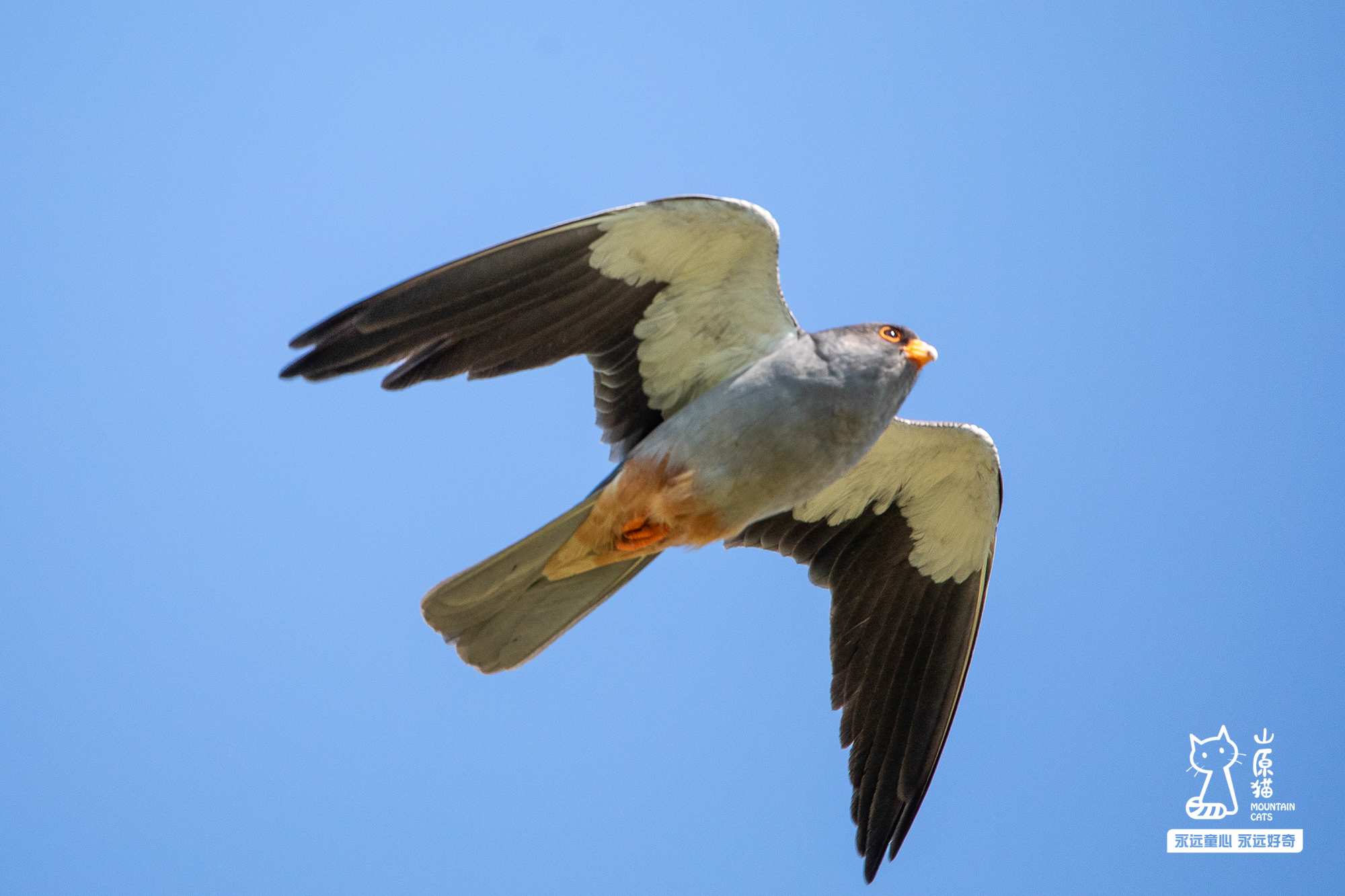 亲子博物课程·送给孩子的好奇心礼物 - 山原猫 新知探索